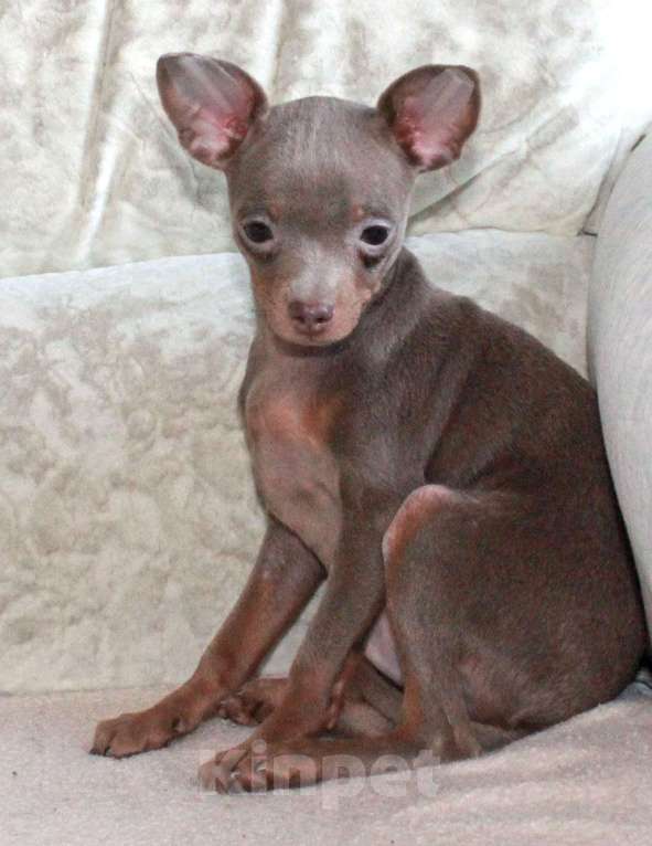 Собаки в Волгограде: Мальчик лиловый Мальчик, 18 000 руб. - фото 3