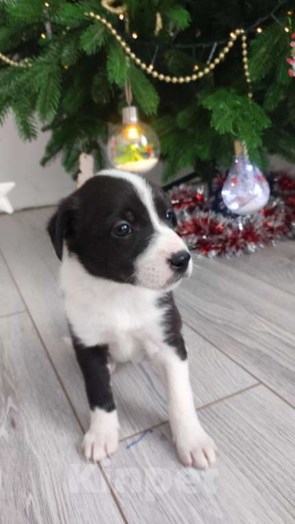 Собаки в Липецке: Бордер колли митис (симпапулька) Девочка, 15 000 руб. - фото 2