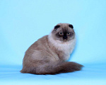 Кошки в Ликино-Дулево: Хайленд фолд котик редкого окраса  соболь Мальчик, 60 000 руб. - фото 1