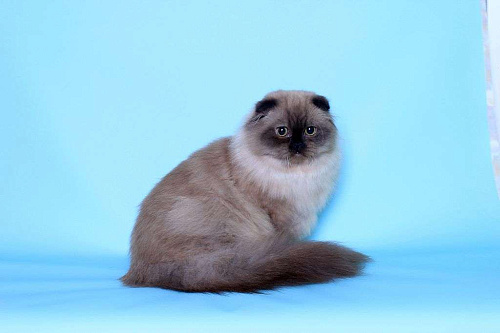 Объявление: Хайленд фолд котик редкого окраса  соболь, 60 000 руб., Ликино-Дулево