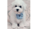 Собаки в Москве: Бишон Фризе Мальчик Чистокровный РКФ Москва Мальчик, 70 000 руб. - фото 2