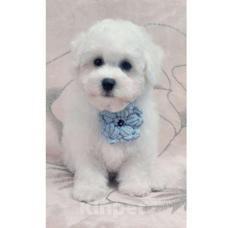 Собаки в Москве: Бишон Фризе Мальчик Чистокровный РКФ Москва Мальчик, 70 000 руб. - фото 2