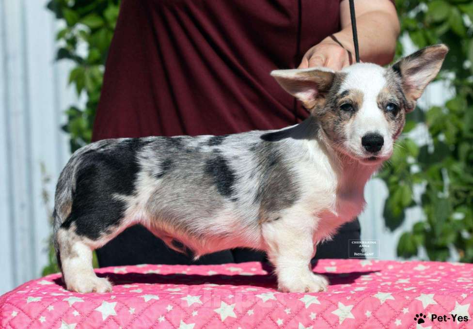Собаки в Москве: Мраморный корги Мальчик, 50 000 руб. - фото 1