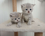 Кошки в Туле: Скоттиш-страйт🐱 шотландские котята с редким окрасом.С набивной плюшевой шёрсткой. Рождены 9 мая . Мальчик, 7 000 руб. - фото 1