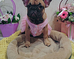 Собаки в Москве: Щенки французского бульдога СРОЧНО! Девочка, Бесплатно - фото 2