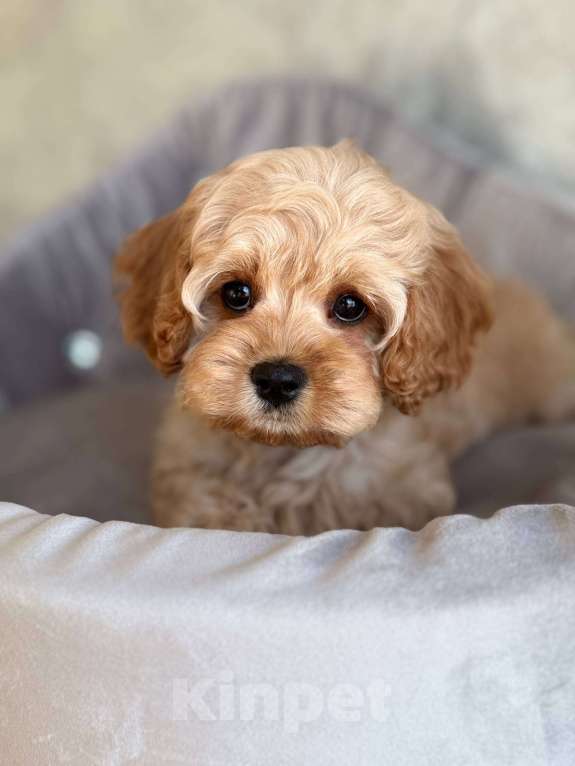 Собаки в Москве: Кавапу щенок Девочка, 120 000 руб. - фото 2