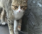 Кошки в Самаре: "Дом и любовь ищут котика: помогите коту найти свой новый дом!" Мальчик, Бесплатно - фото 2