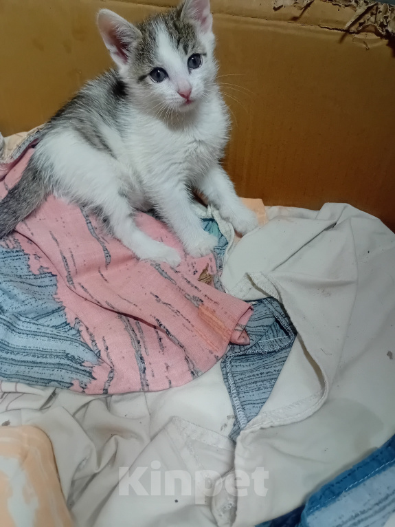 Кошки в Кемерово: Котята Мальчик, Бесплатно - фото 7