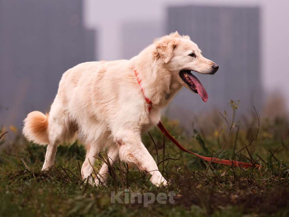 Собаки в Москве: Золотистый ретривер в добрые руки Девочка, Бесплатно - фото 8