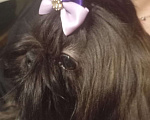 Собаки в Санкт-Петербурге: Принцесса черная Ши-тцу Девочка, 30 000 руб. - фото 2
