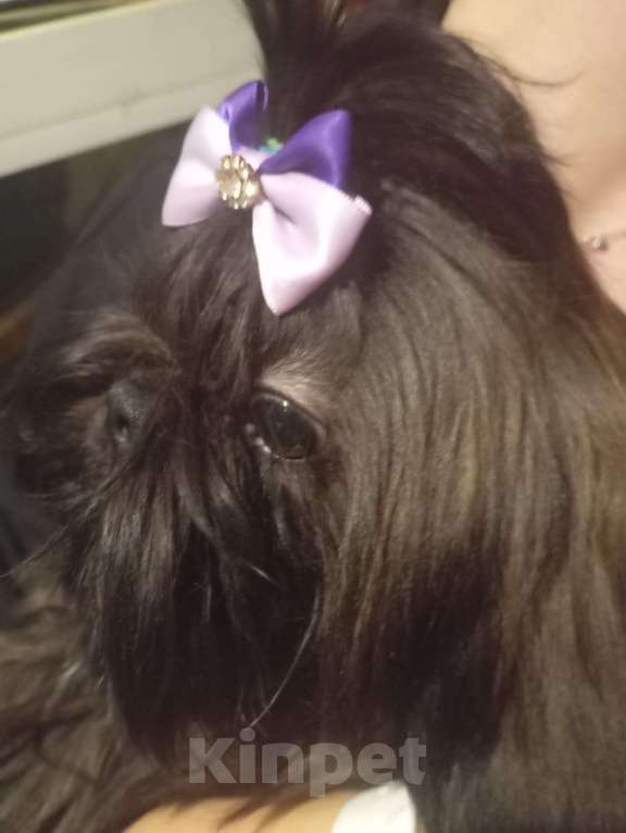 Собаки в Санкт-Петербурге: Принцесса черная Ши-тцу Девочка, 30 000 руб. - фото 2