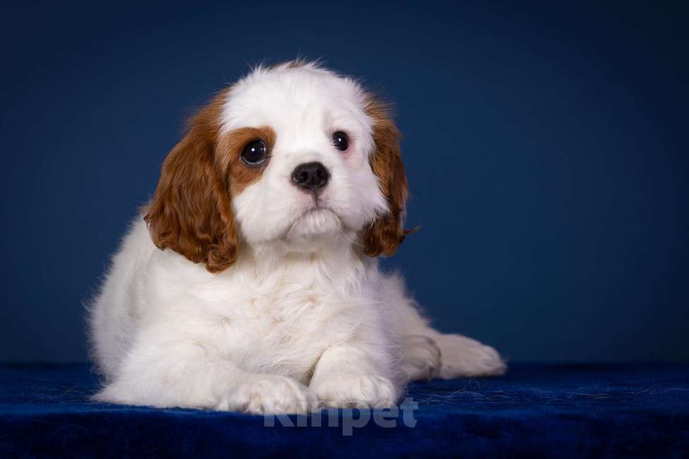 Собаки в Королеве: Кавалер Кинг Чарльз Спаниель девочка  Девочка, 60 000 руб. - фото 5