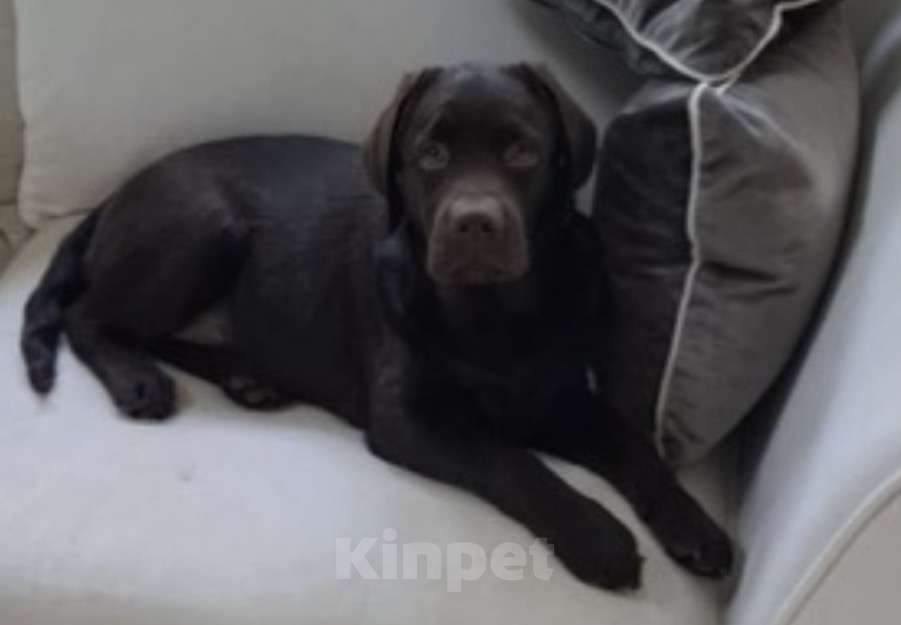 Собаки в других городах Московской области: ПОТЕРЯЛАСЬ СОБАКА ЛАБРОДОР В ЗАРЕЧЬЕ Мальчик, 50 000 руб. - фото 2