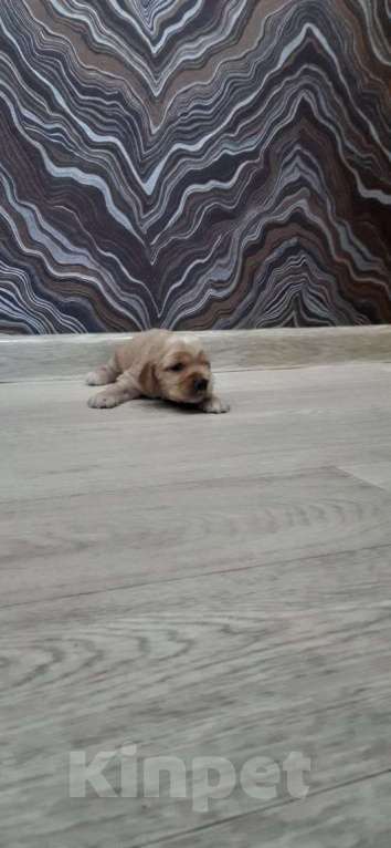 Собаки в Иркутске: Щенята английского кокер-спанееля  Мальчик, 16 000 руб. - фото 4