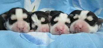 Собаки в Вязьме: Хаски Щенки Разных окрасов Разнополые, Бесплатно - фото 1