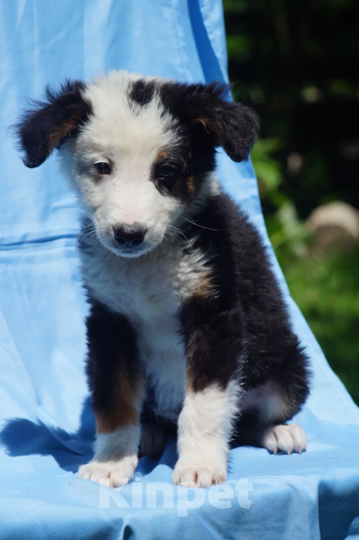Собаки в Новороссийске: Геркулес ищет дом 🐾 Мальчик, 99 руб. - фото 2