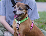 Собаки в Балашихе: Дина, метис французского бульдога Девочка, Бесплатно - фото 5