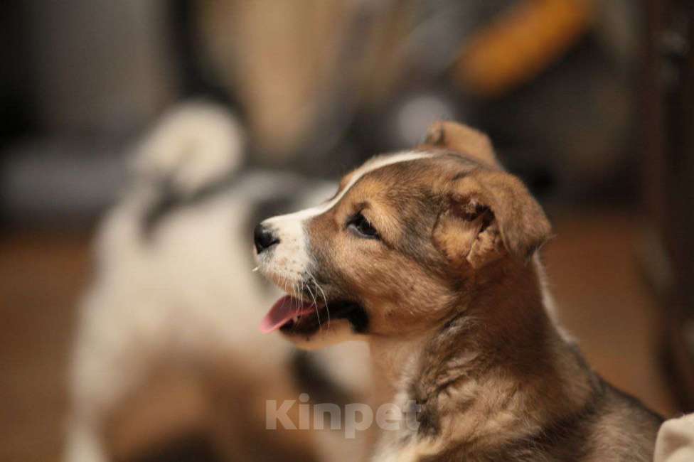 Собаки в Москве: Рыжий щенок Мальчик, Бесплатно - фото 1