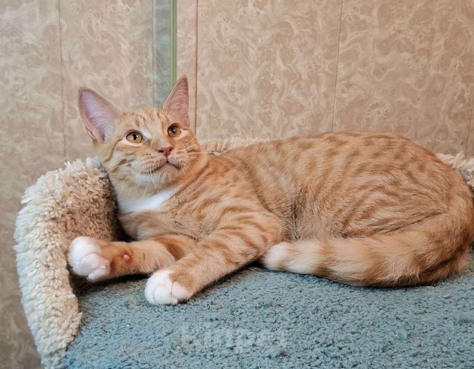 Кошки в Москве: ВинниПух едет на выставку-пристройство WOOF в Москву  Мальчик, Бесплатно - фото 3