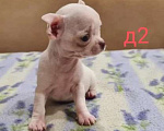 Собаки в Липецке: Щенки чихуахуа Разнополые, 30 000 руб. - фото 3