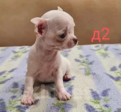 Собаки в Липецке: Щенки чихуахуа Разнополые, 30 000 руб. - фото 3
