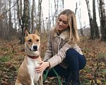 Собаки в Видном: Метис стафа Хистория, 2 года Девочка, Бесплатно - фото 5