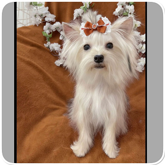 Объявление: Подрощенный йорк мини девочка золотая, 80 000 руб., Москва