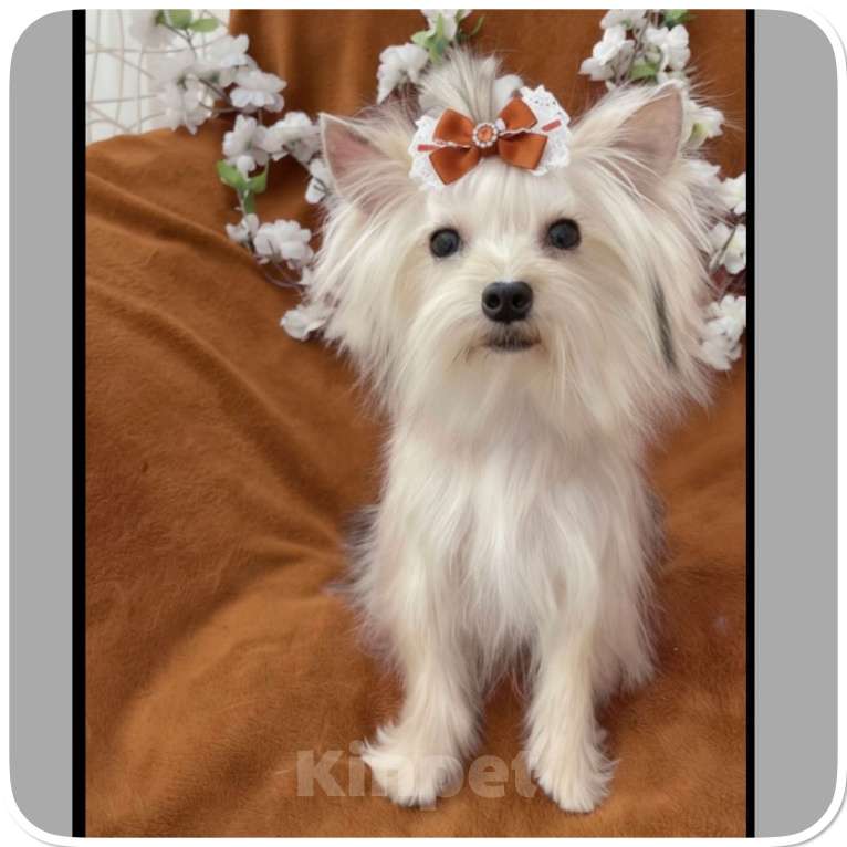 Собаки в Москве: Подрощенный йорк мини девочка золотая Девочка, 80 000 руб. - фото 1