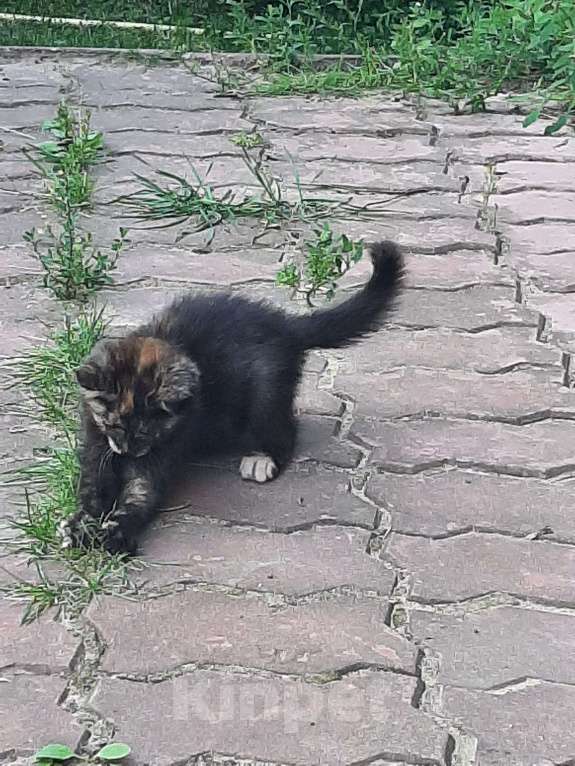 Кошки в Москве: Я ищу тебя ...... Девочка, Бесплатно - фото 8