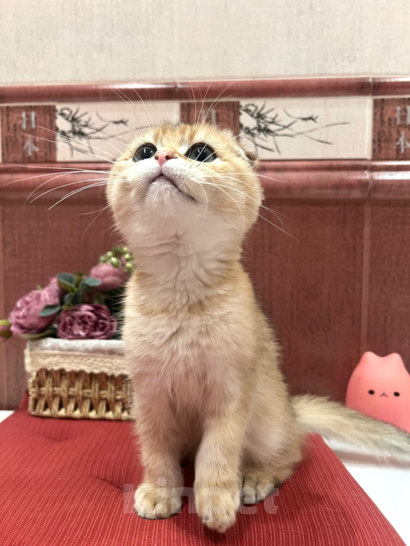 Кошки в Москве: Пойнтовые  синеглазые   и золотой шотландские котята Мальчик, 40 000 руб. - фото 5
