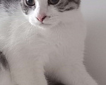 Кошки в Губкине: Котенок в добрые руки  Мальчик, Бесплатно - фото 1