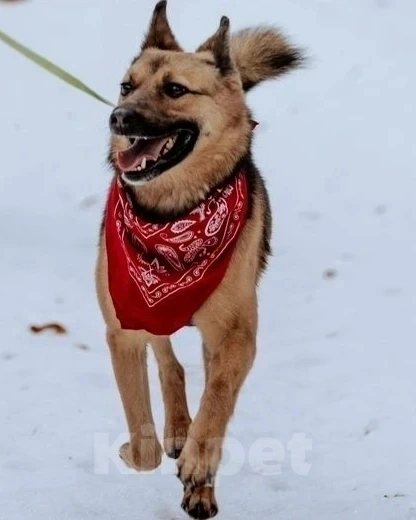 Собаки в Москве: Нежная Варенька в дар Девочка, Бесплатно - фото 3