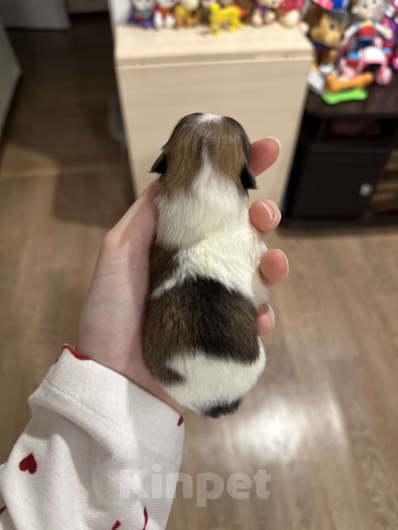 Собаки в Тюмени: Немецкий шпиц щенок девочка Девочка, 40 000 руб. - фото 3