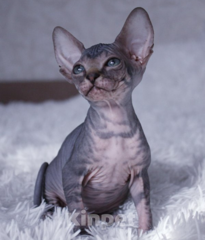 Кошки в Курске: Мальчик донской ДГГ цветной Мальчик, 18 000 руб. - фото 3