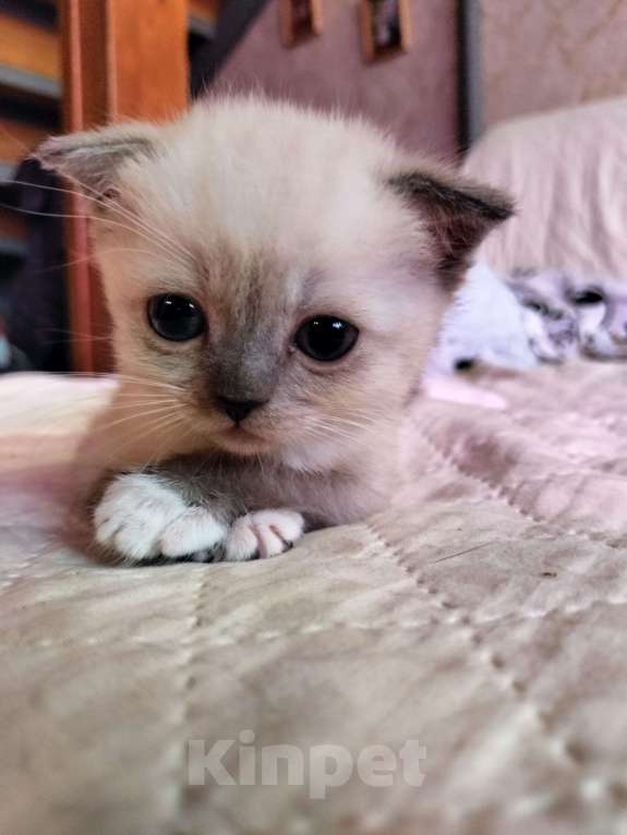 Кошки в Новороссийске: Мальчик вислоухихй Мальчик, 10 000 руб. - фото 7