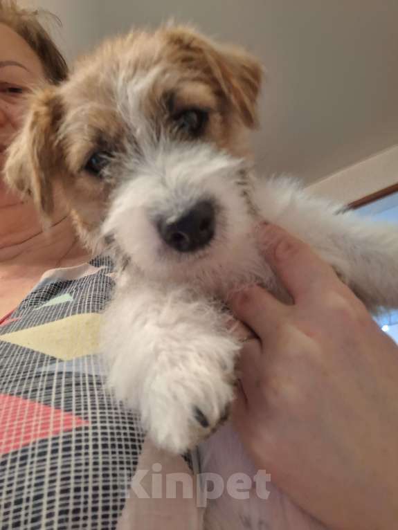 Собаки в других городах Краснодарского края: Девочка Джек Рассел терьер Девочка, 20 000 руб. - фото 3