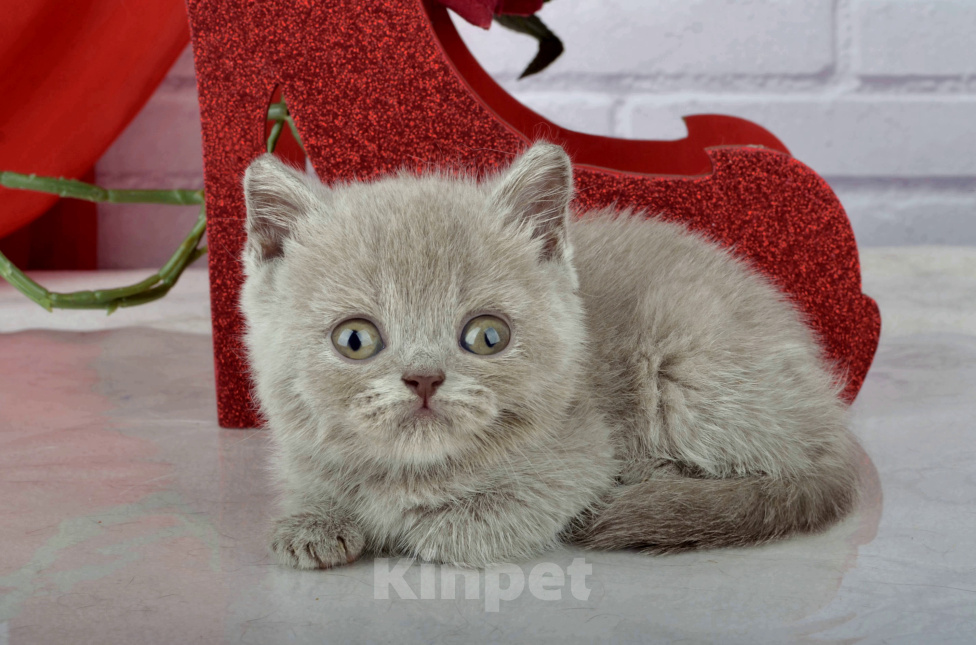 Кошки в Санкт-Петербурге: Британский лиловый котик цветом крем-брюле Мальчик, 45 000 руб. - фото 4