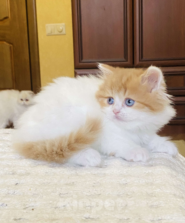 Кошки в Нижнем Новгороде: Голубоглазая рыжая кошечка к новогодним праздникам Девочка, 40 000 руб. - фото 3