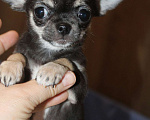 Собаки в Москве: Мини девочка чихуахуа Девочка, 35 000 руб. - фото 3