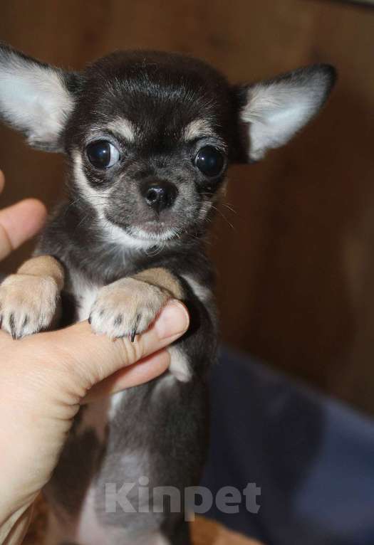 Собаки в Москве: Мини девочка чихуахуа Девочка, 35 000 руб. - фото 3