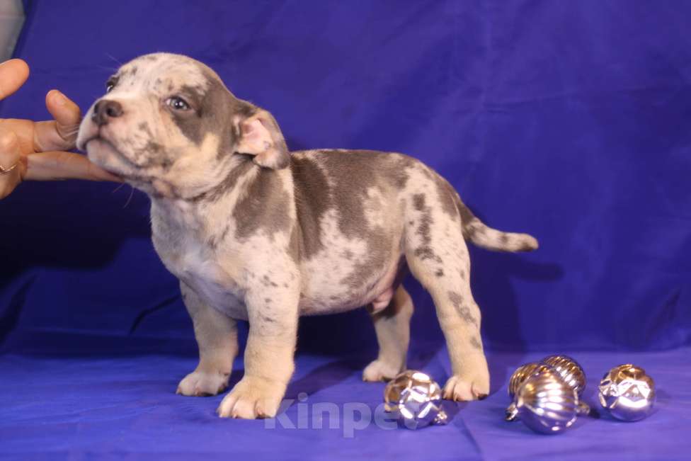 Собаки в Всеволожске: ММ ДЕМАР РОККО Мальчик, Бесплатно - фото 3