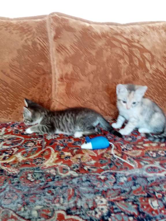 Кошки в Волгограде: Две кошечки ищут дом Девочка, Бесплатно - фото 6