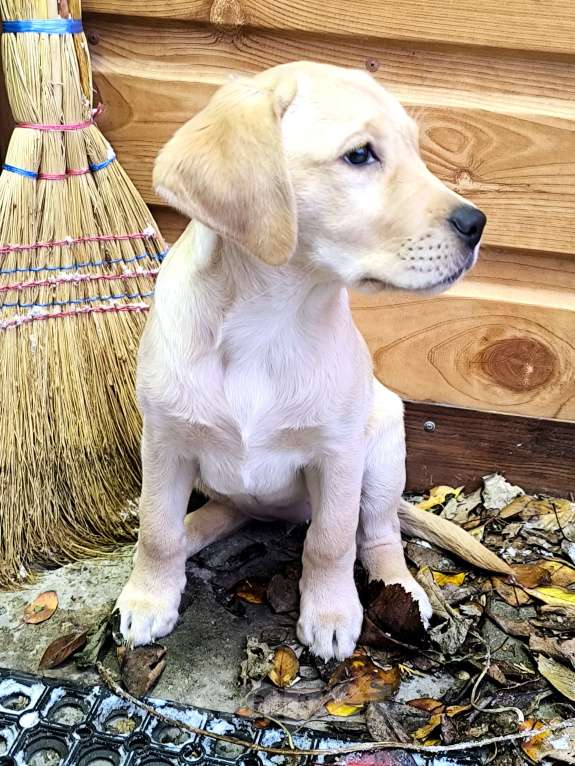 Собаки в Липецке: Щенок Лабрадора  Девочка, 20 000 руб. - фото 3