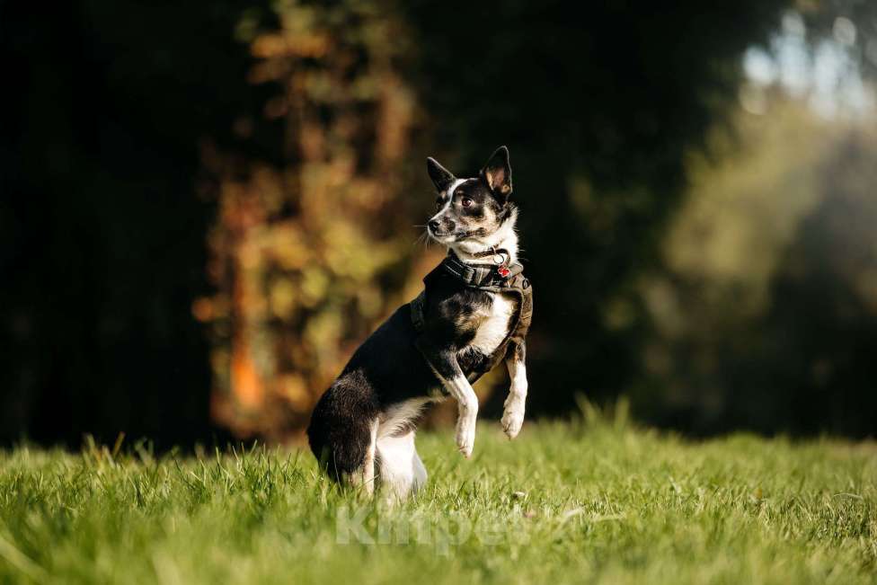 Собаки в Москве: Очаровательная маленькая собачка Налла в дар Девочка, 1 руб. - фото 4