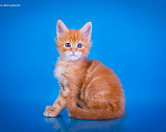 Кошки в других городах Карелии: Котенок мейн-кун мальчик Мальчик, 45 000 руб. - фото 2