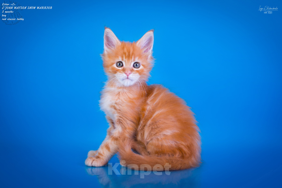 Кошки в других городах Карелии: Котенок мейн-кун мальчик Мальчик, 45 000 руб. - фото 2