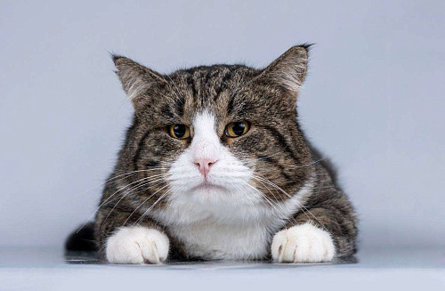 Молодой котик Бакс  ищет дом.