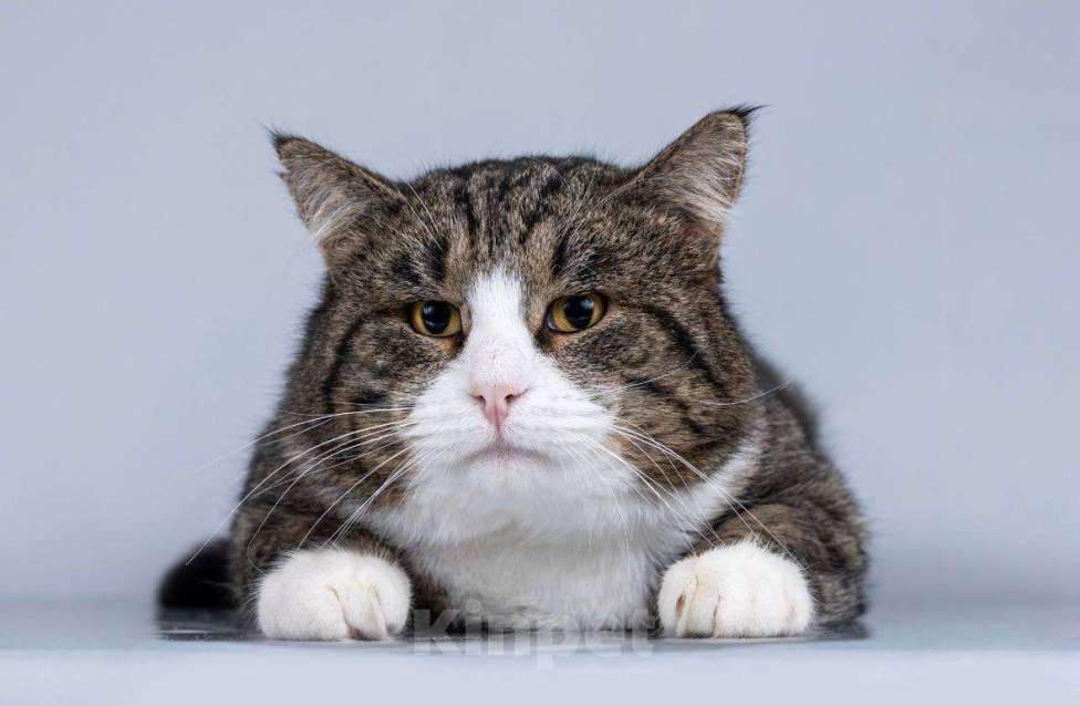 Кошки в Москве: Молодой котик Бакс  ищет дом. Мальчик, Бесплатно - фото 1