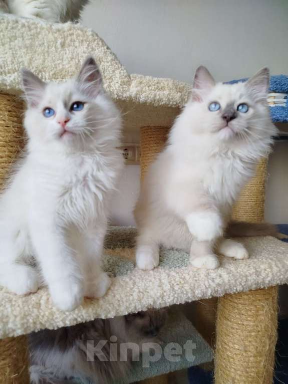 Кошки в Москве: Котенок рэгдолл Мальчик, 50 000 руб. - фото 2