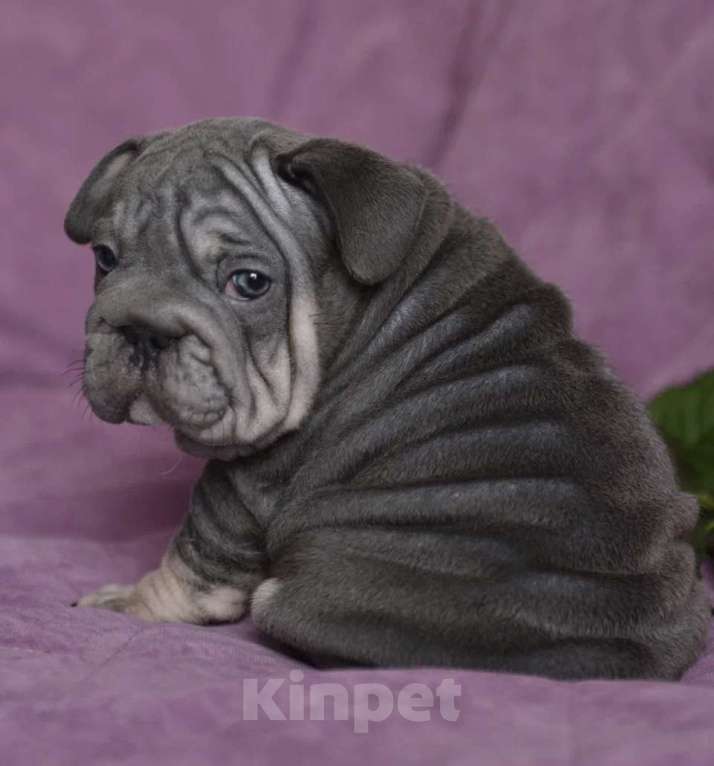 Собаки в других городах Воронежской области: Малыш Бигроп  Мальчик, 200 000 руб. - фото 2